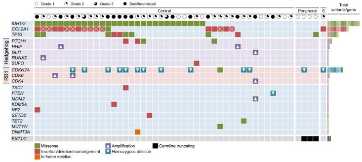 Genetic data of exome sequencing on patients with chondrosarcoma