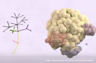 Tumour genetics animation Phospho Biomed Imaging…