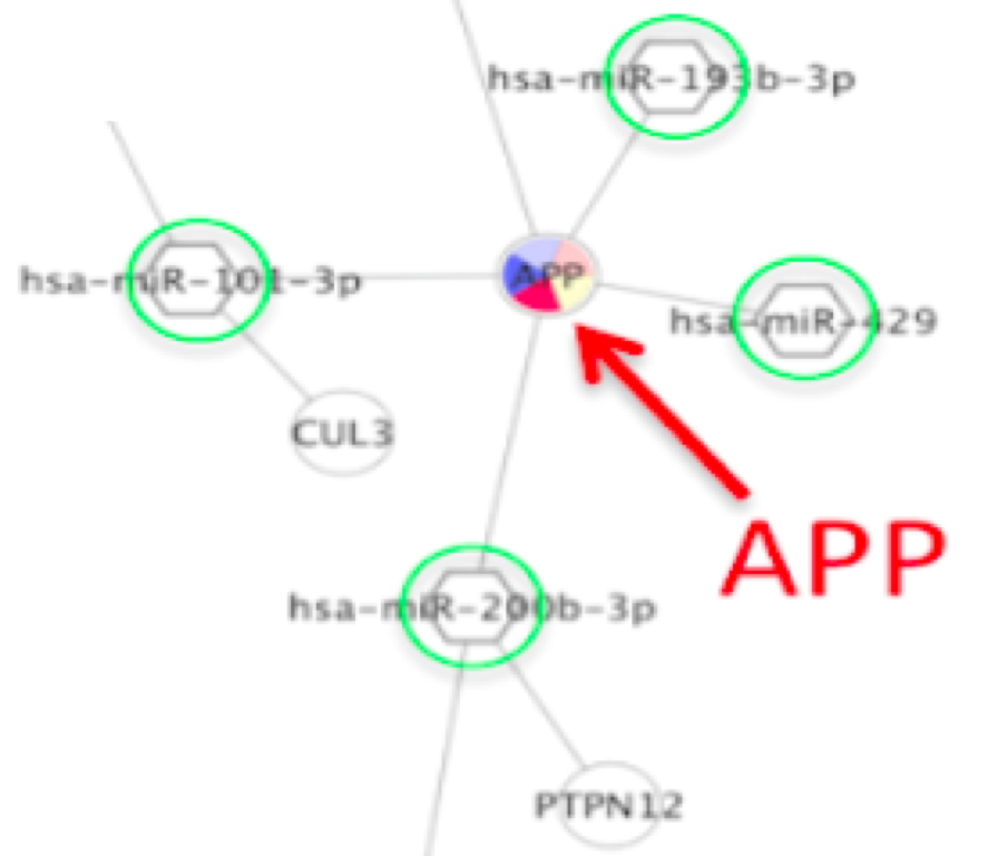 Figure 1. A fragment of a Cytoscape network showing APP gene products being targeted by four different regulatory microRNAs. 