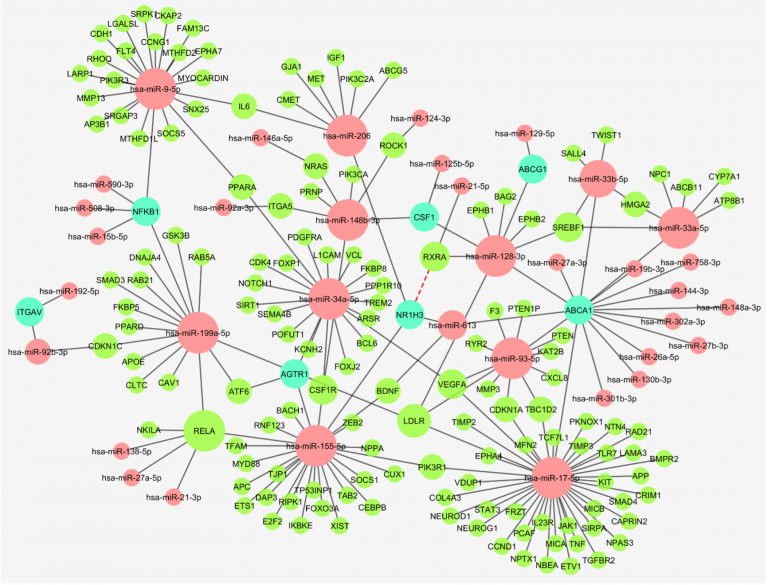 Molecular interaction network of microRNAs that may have a role in atherosclerosis 