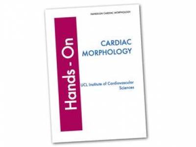 Hands on Cardiac morphology
