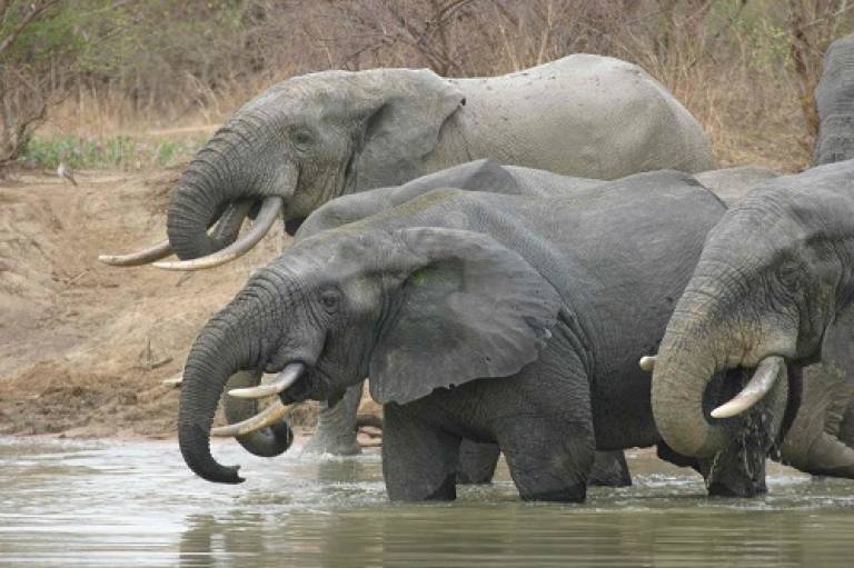 Elephants drinking at a watering hole. Credit: Adrian Lister
