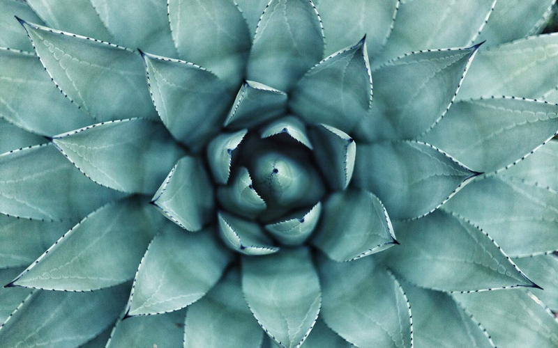 Image of a succulent - Photo by Erol Ahmed on Unsplash