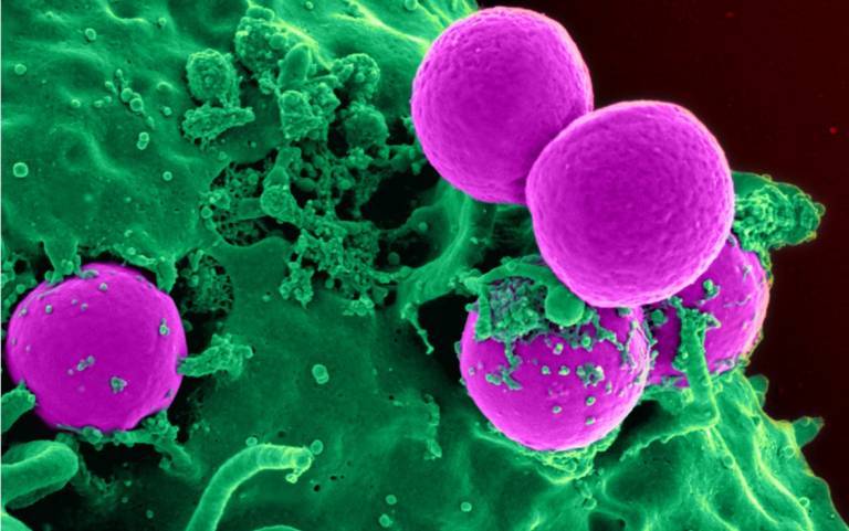 MRSA bacteria Image