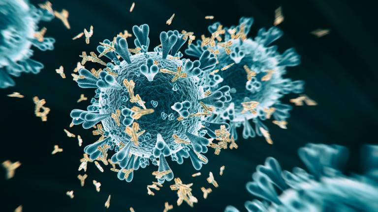 Pre-existing coronavirus antibodies could help protect children against new pandemic strain