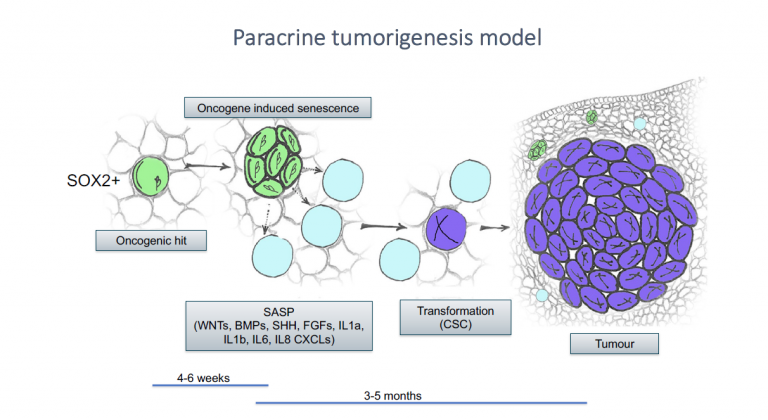 image of paracrine tumorigenesis model