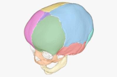 Skull and face bones