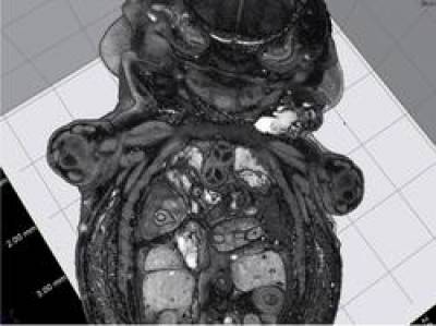 MicroCT image of a mouse embyro of around 6mm size demonstrating outstanding anatomical visualisation
