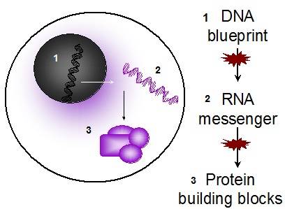 DNA is the blueprint for every cell, but defects can occur as DNA sends a signal to the cells RNA, or as RNA sends a message to the cells protein