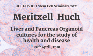 Meritzell Huch Stem Cell Seminar Poster