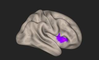 Brain with purple centre