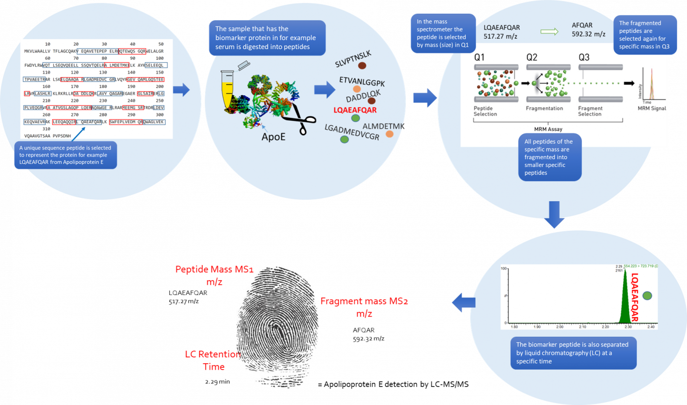 Targeted proteomics schematic
