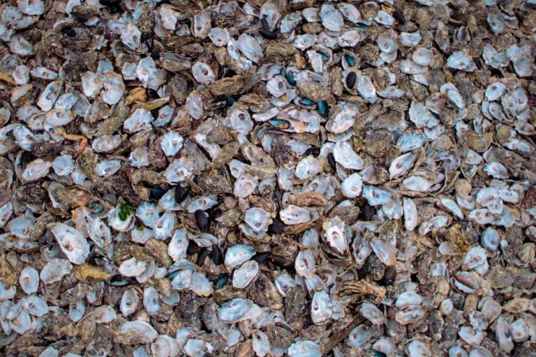 Image of discarded oyster shells from Whitstable Festival
