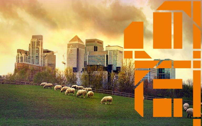 Sheep on grass in front of skyscrapers. 