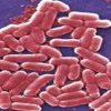 The bacteria E. coli