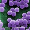 The bacteria staphylococcus aureus