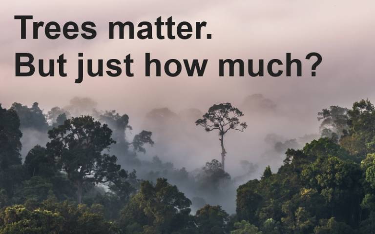 G1 - trees matter