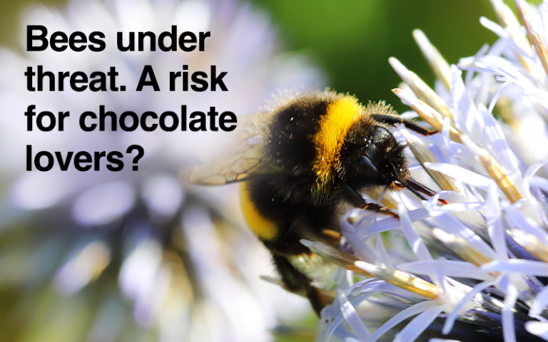 Bees under threat. A risk for chocolate lovers?