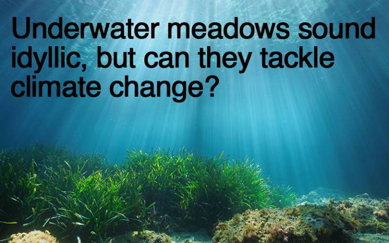 Underwater meadows sound idyllic, but can they tackle climate change?