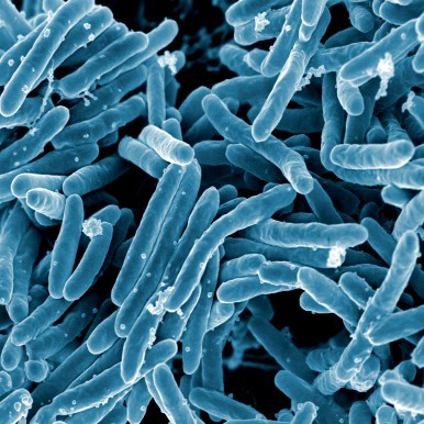 Mycobacterium tuberculosis Bacteria (credit: flickr/NIAID)