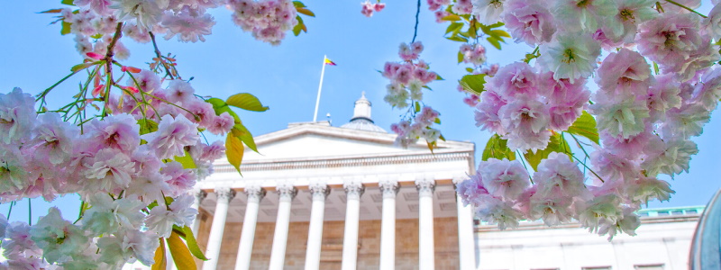 UCL portico through pink flowers