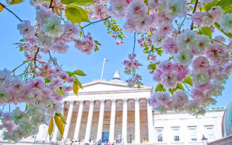 UCL portico through pink flowers