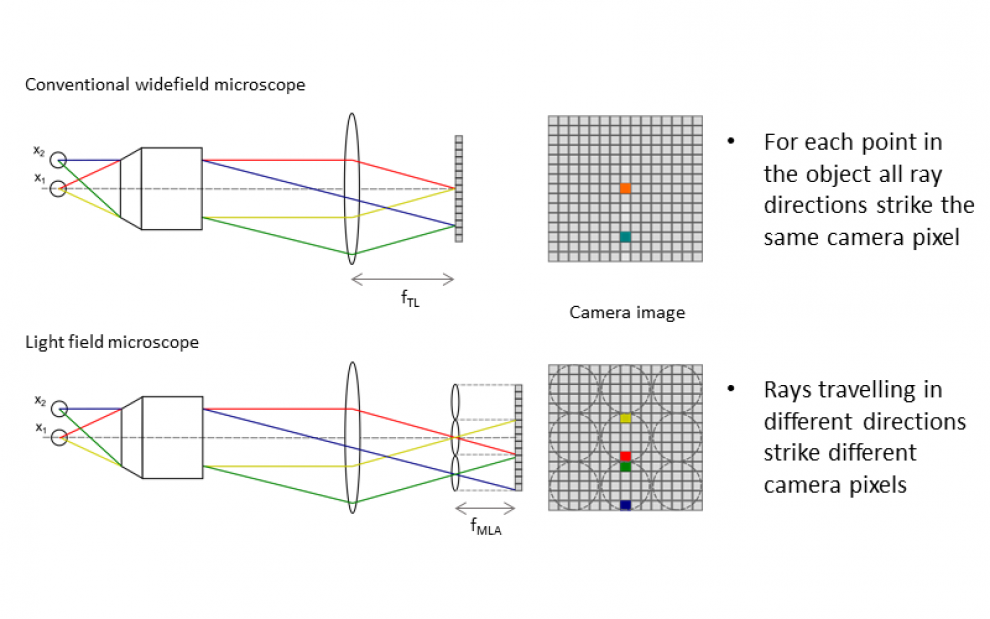 The principle of light field microscopy. In a light field microscope, angular information is captured using a microlens array to divert rays travelling in different directions from the same object point onto different camera pixels.