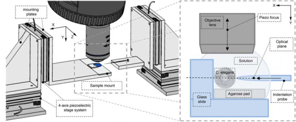 Micro-indentation system developed in the UCL TouchLab for measuring the biomechanical properties of microscopic samples and investigating the mechanosensory properties of the model organism C.elegans.