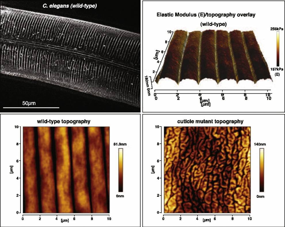 (Clockwise from top left) Fluorescence micrograph showing cuticle structure in wild-type C.elegans; elastic modulus of the cuticle measured using AFM; AFM topography image of a collagen mutant; AFM topography image of a wild-type C. elegans.