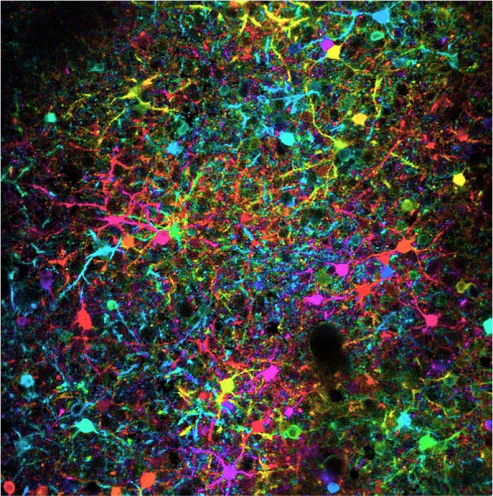 Cortical neurons colored by their preferred orientation
