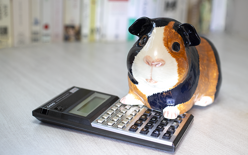 Guinea pig ceramic savings box figurine on a calculator