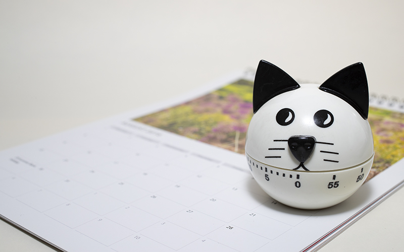 Timescales - Timer in shape of a cat face sitting on an open calendar