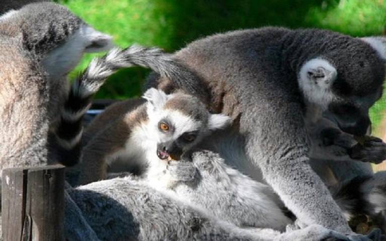 Madagascan lemurs 
