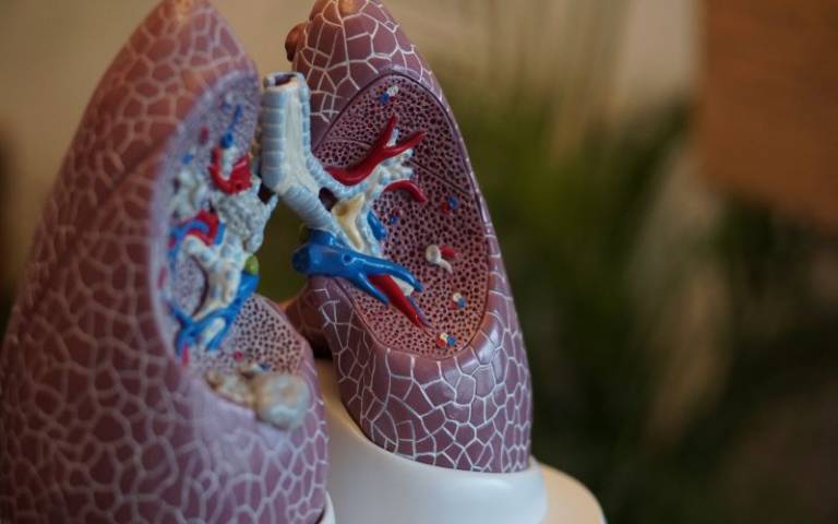 Plastic lungs courtesy of  Robina Weermeijer on unsplash