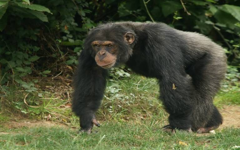  Male Chimpanzee at La Vallée de Singes, at Romagne