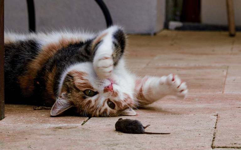 Do cats actually eat mice? Or do they just see them as a toy? | Culture  Online - UCL – University College London