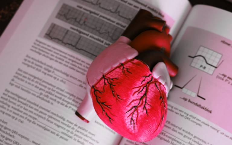 a model heart in an open text book