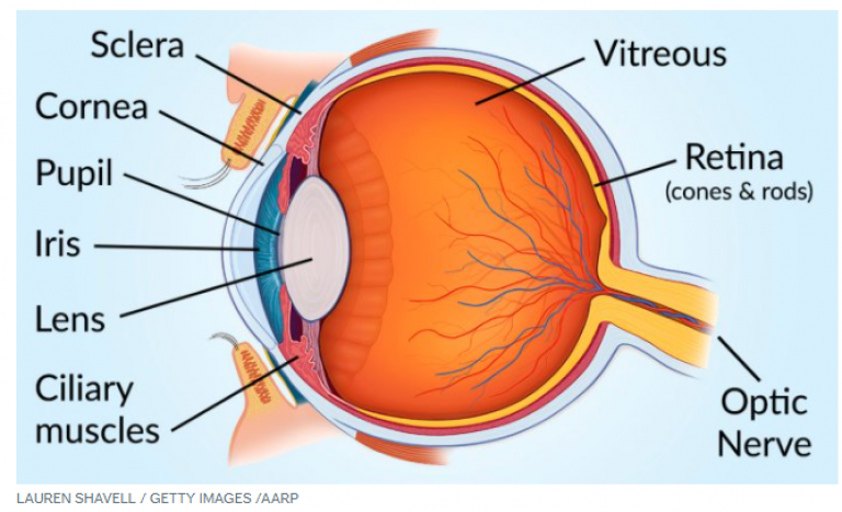 Diagram showing the cross-section of an eye. Text runs along the left and right hand side of the image saying ' Sclera, Cornea, Pupil, Iris, Lens, Ciliary Muscles, Vitreous, Retina (cones and rods), Optic Nerve.  