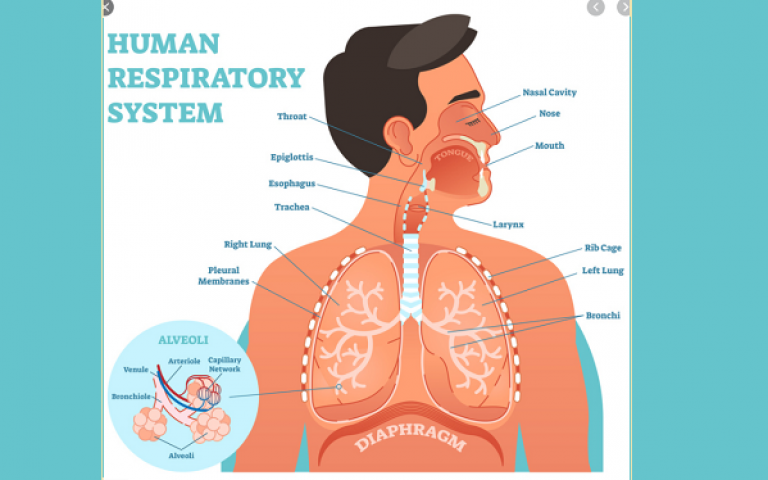 Diagram of the human respiratory system. Text surrounds the image of a man saying ' nasal cavity, nose, mouth, throat, epiglottis, esophagus, larynx, trachea, rib cage, left lung, right lung, pleural membrane, bronchi, diaphragm. 