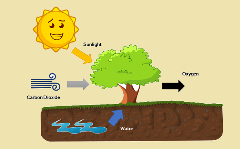 Diagram of the Sun, Wind and Water from underground pointing towards a tree. Another arrow is pointing from the tree to Oxygen. Text says 'Sunlight, Carbon Dioxide, Water and Oxygen'. 