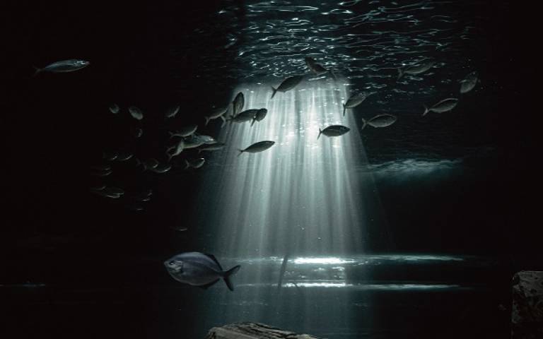 under the sea shot, dark and dim but we can see a few underwater creatures swimming with in the light