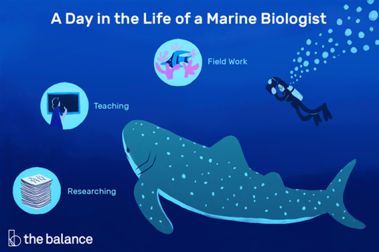 the life of a marine biologist illustrated