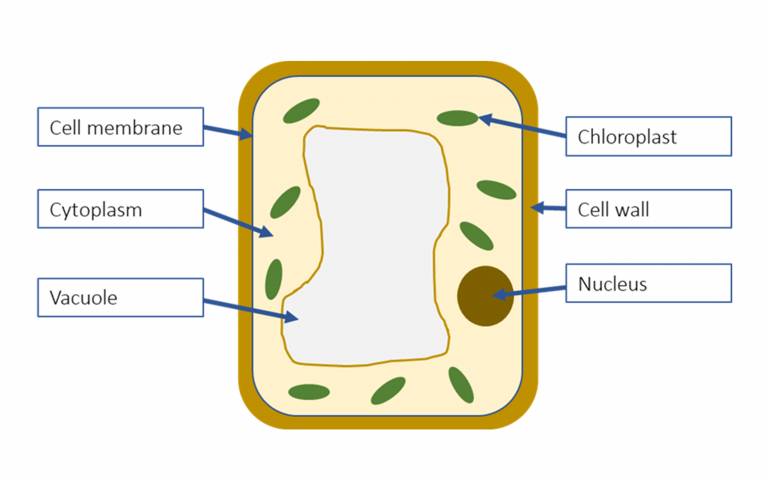 A diagram showing some of the main components of a plant cell