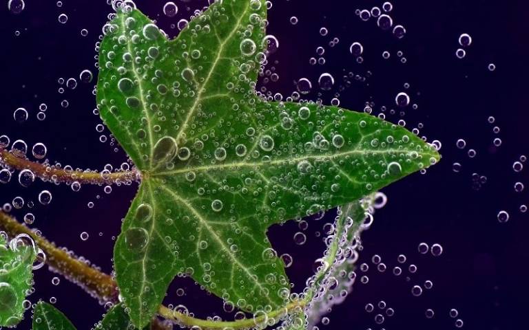 leaf with droplets of water