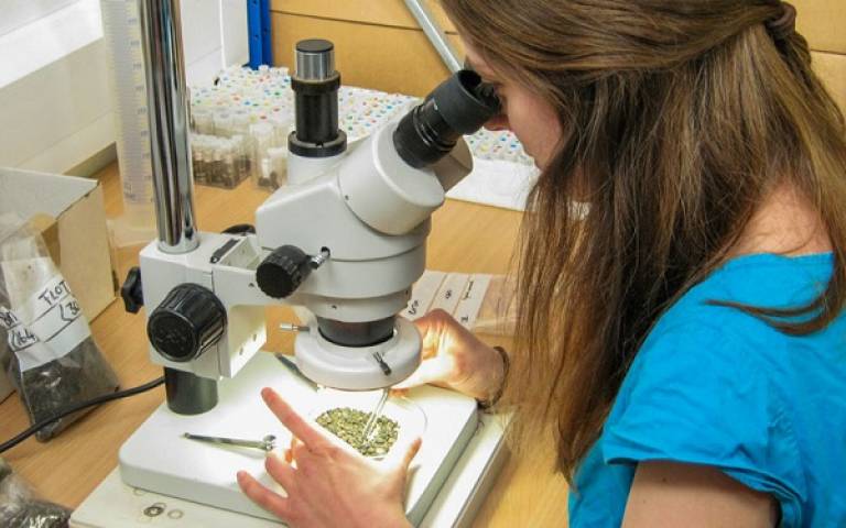 a girl with long brown hair look at a petrie dish through a microscope. 