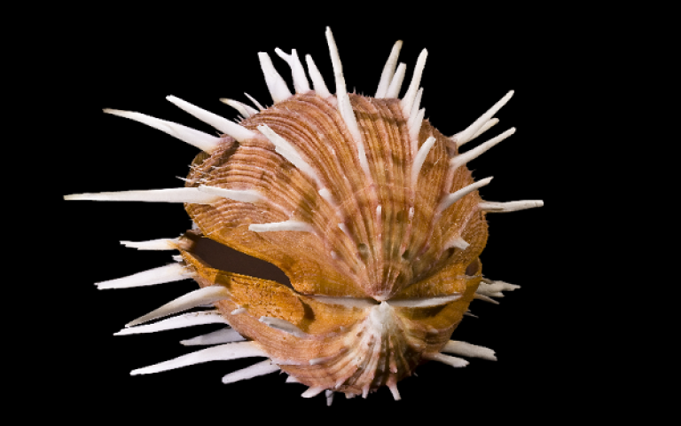 photograph of a spondylus shell which is orange with white spikes. 