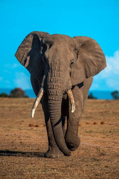A portrait photograph of an adult elephant. The elephant is looking straight on at the camera and has large tusks. The sky in the top half of the image is blue and the ground in the bottom half of the image is dusty grassland. 