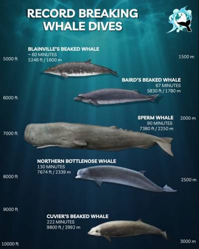 Record breaking Whale Dives poster