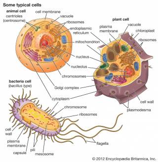Diagram showing structure of animal, plant and bacteria cells. 