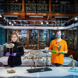 Curators in PPE holding animal skeletons
